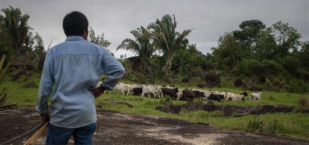 Braziliaanse bedrijven volgen vee uit het Amazonegebied